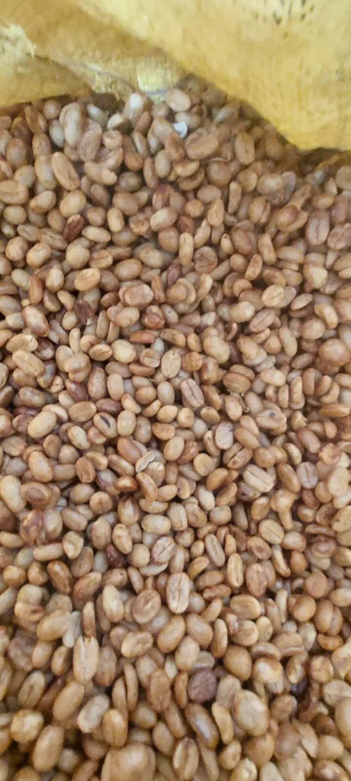 Café Verde | Preparación Europea Honey x1kg (Granel)