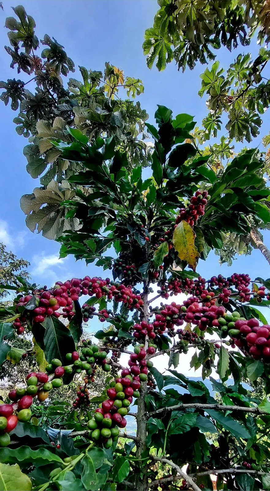 Producción de café bajo sistema de Sombra Diversificada